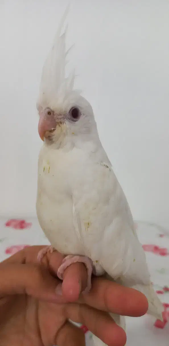 جوجه عروس هلندی|پرنده|گرمسار, |دیوار