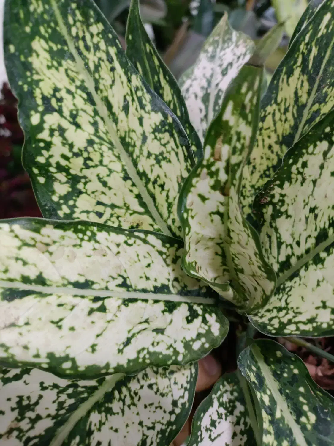 پتوس دیفن حسن یوسف سانس زاموفیلیا|گل و گیاه طبیعی|قم, شهرک فاطمیه|دیوار