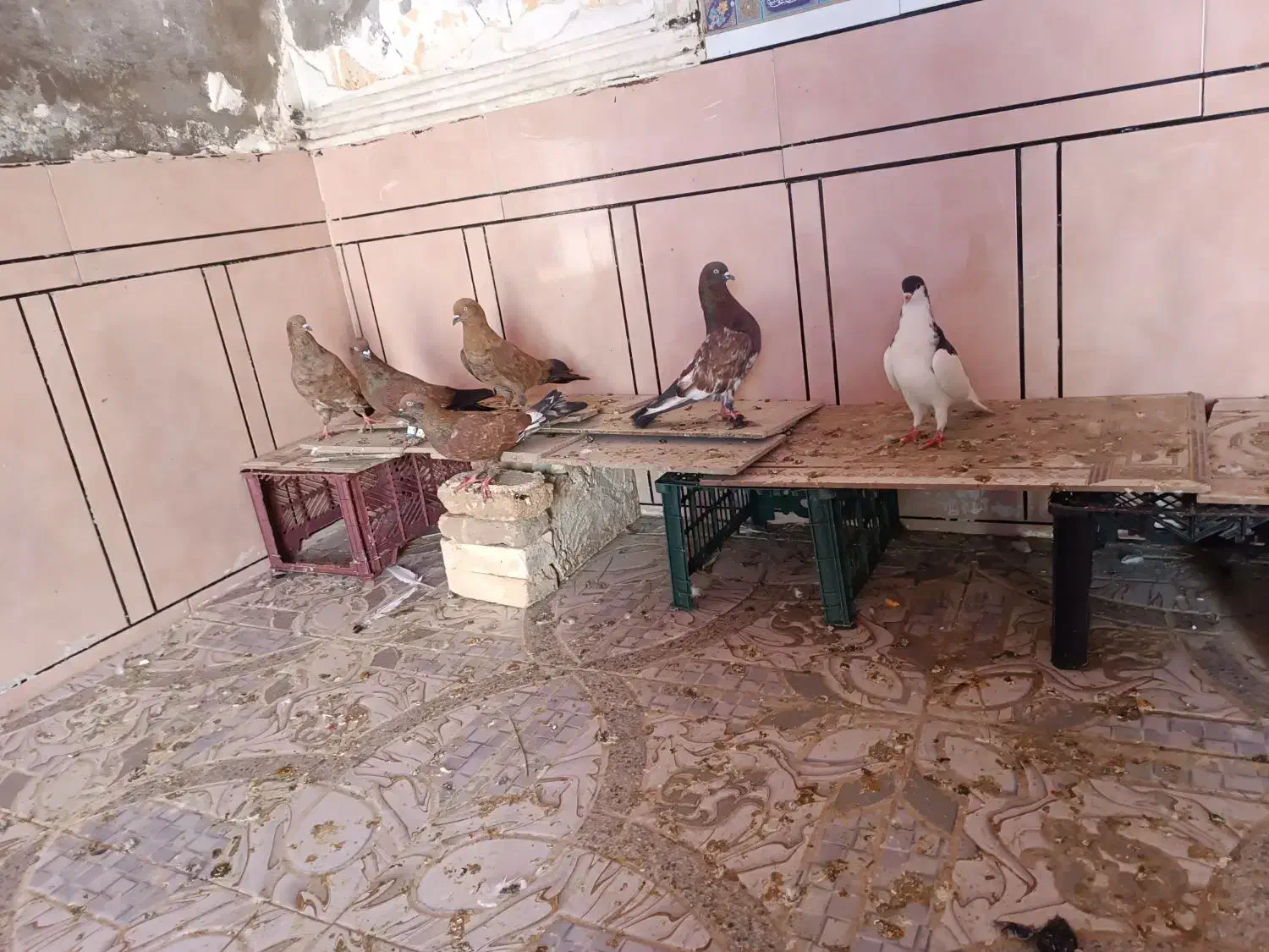 کبوتر|پرنده|سوسنگرد, |دیوار