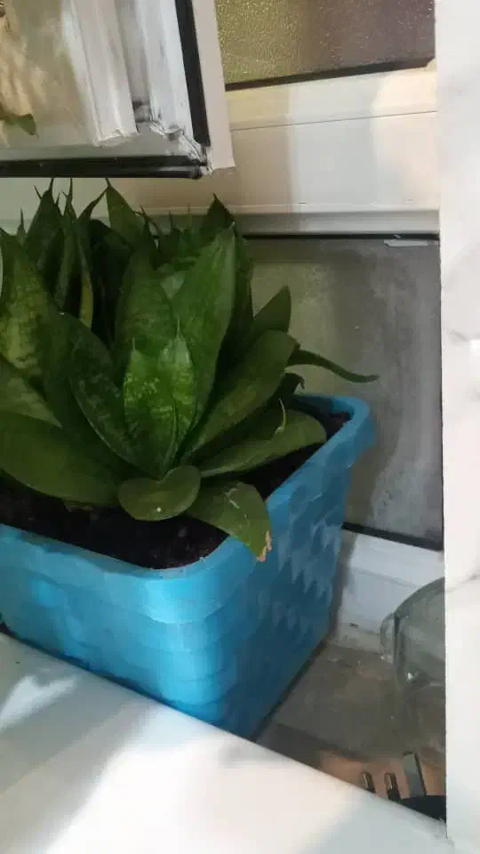 پنج عددگل وگلدون توی تصویر|گل و گیاه طبیعی|دهدشت, |دیوار