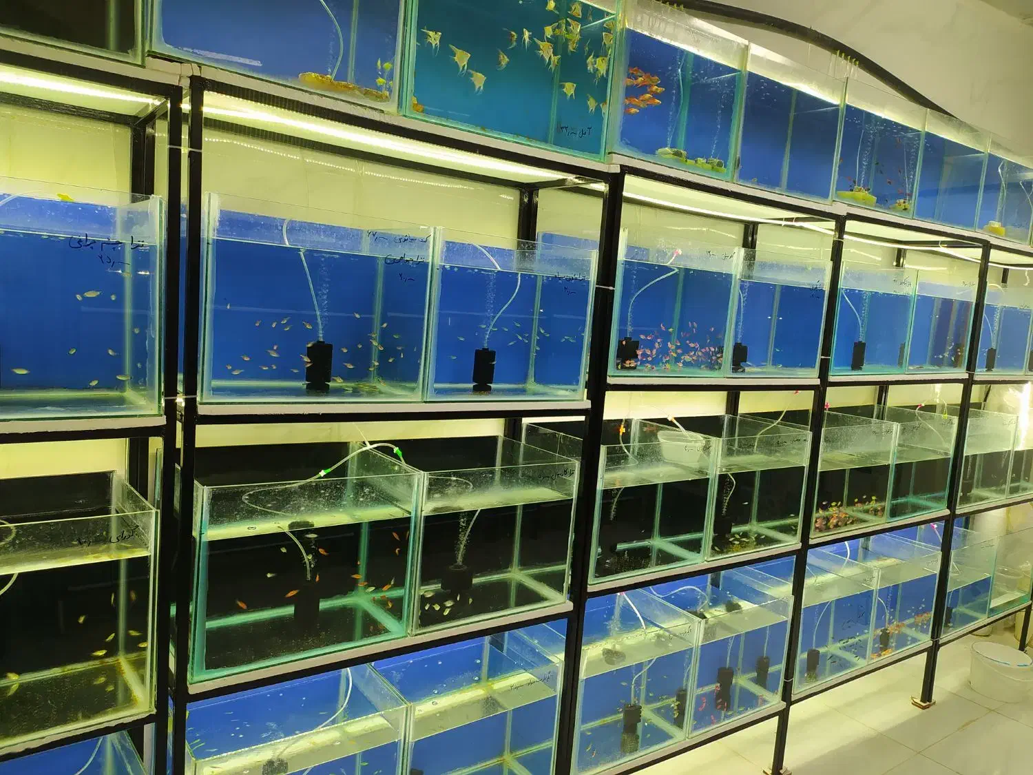 ماهی گوشتخوار و گیاهخوار|ماهی|شیراز, کوشک میدان|دیوار