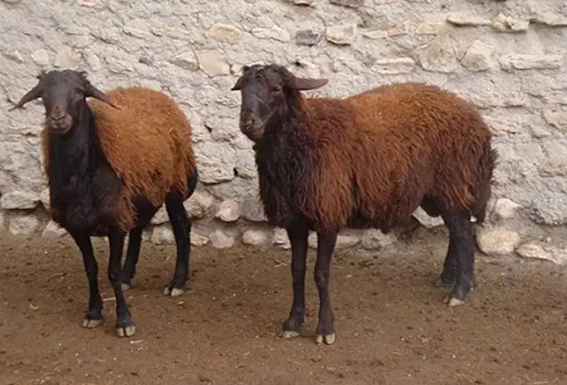 گوسفند|حیوانات مزرعه|نظر کهریزی, |دیوار