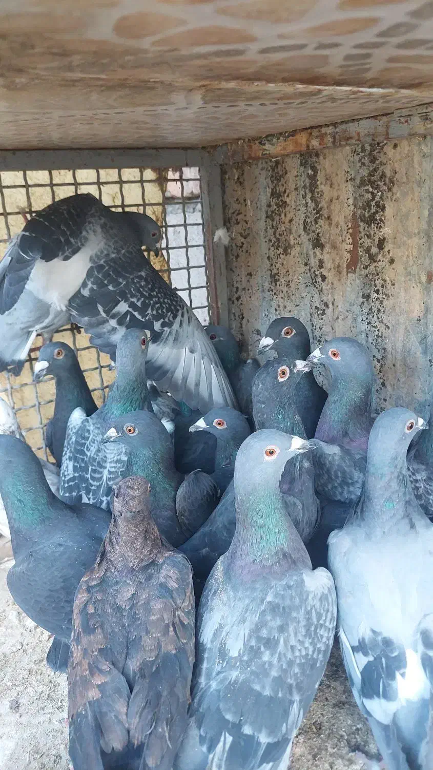 کفتر زیل و مگسی کبوتر|پرنده|بوئین زهرا, |دیوار