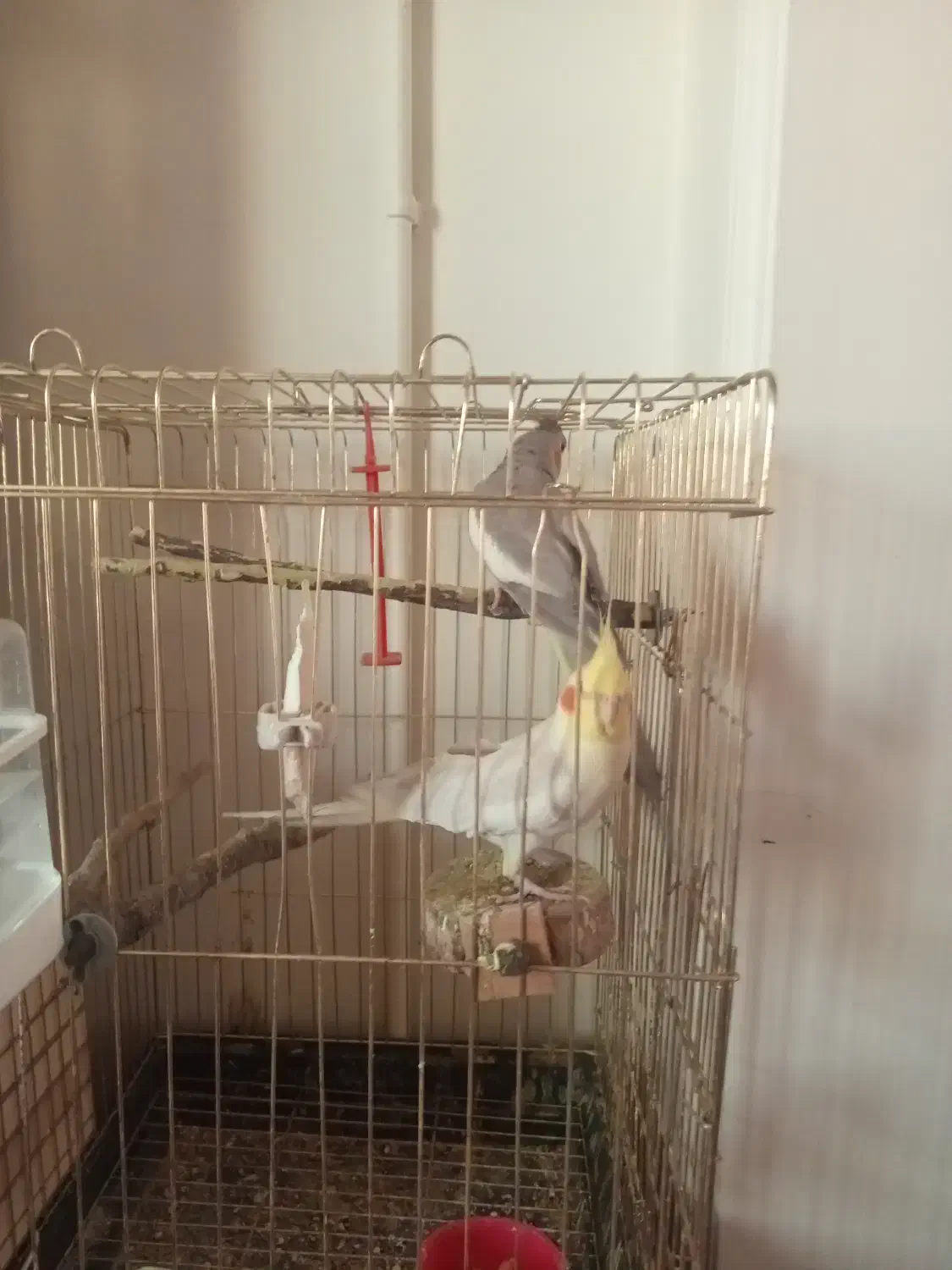 عروس هلندی سخنگو|پرنده|اسلام‌شهر, شهرک سعیدیه|دیوار