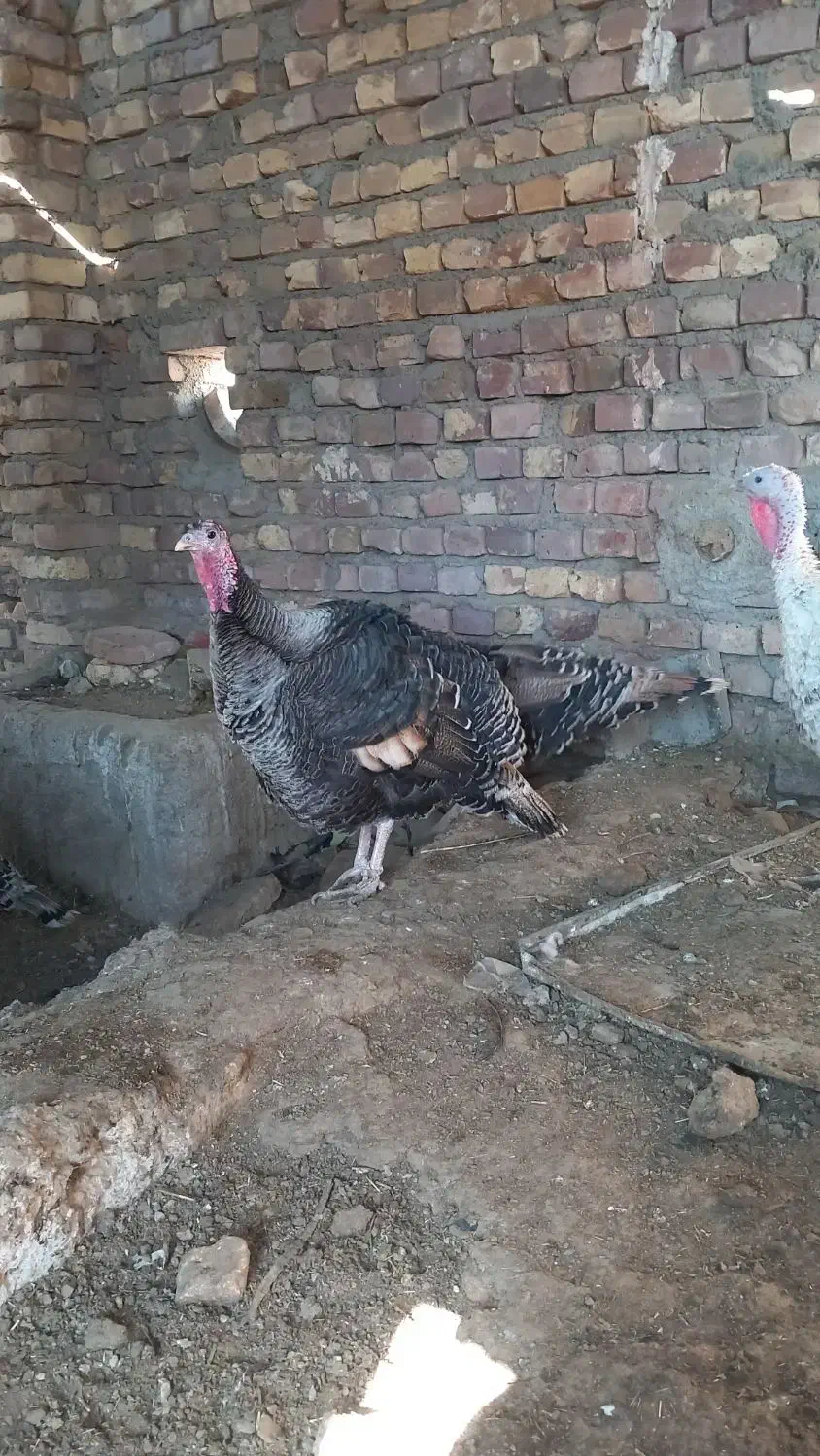 بوقلمون نر و ماده|حیوانات مزرعه|کرباسک, |دیوار