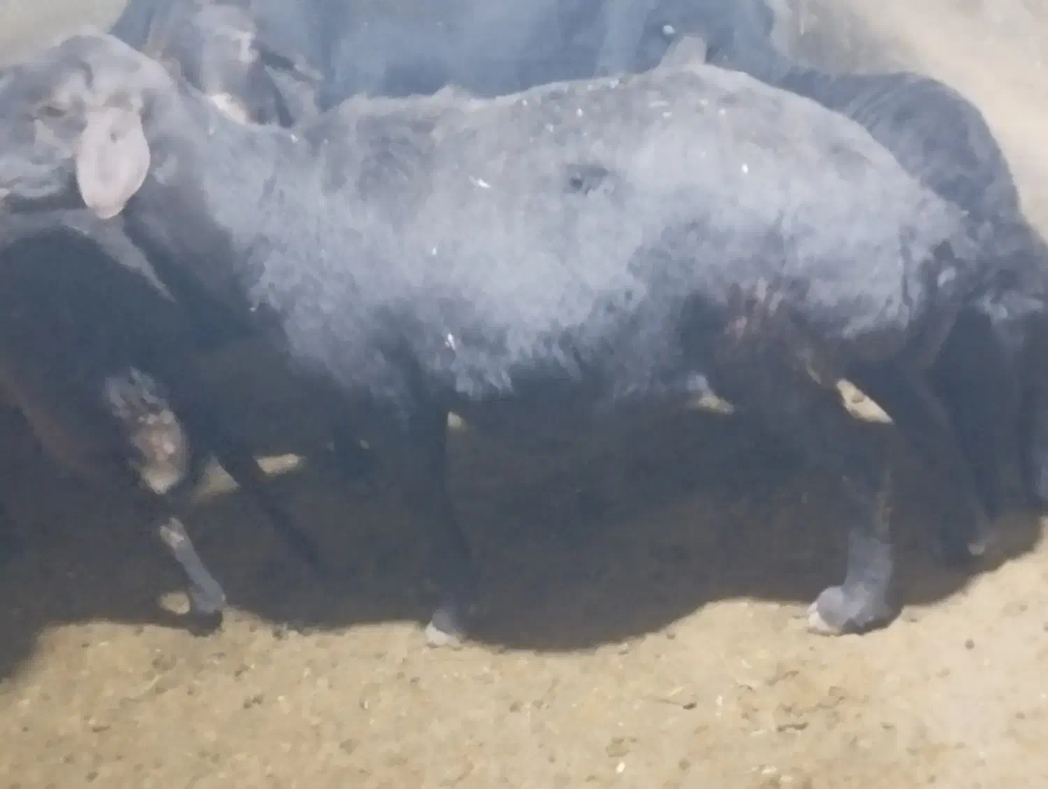 یجفت میش|حیوانات مزرعه|چادگان, |دیوار