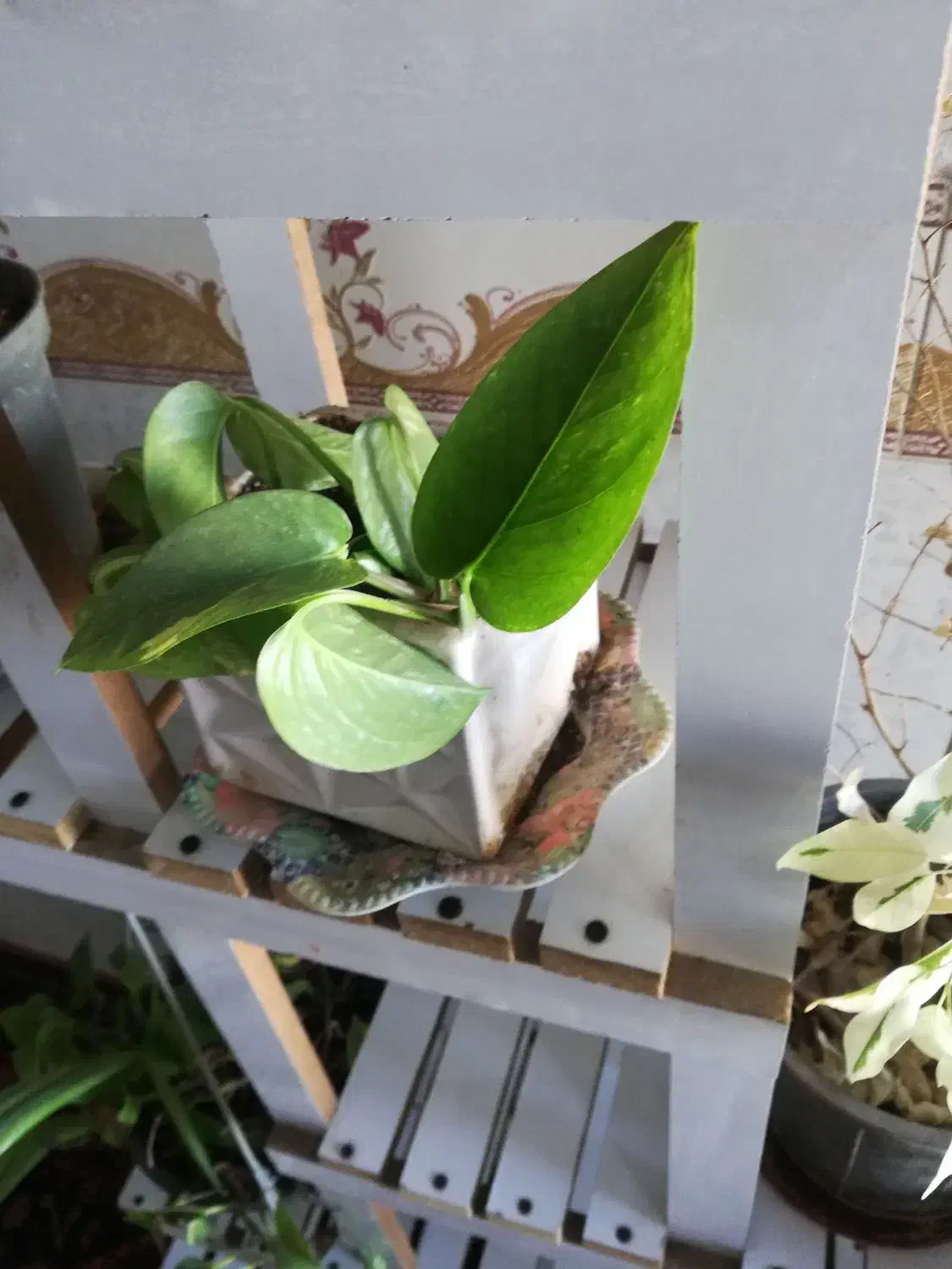 گل طبیعی|گل و گیاه طبیعی|برازجان, |دیوار