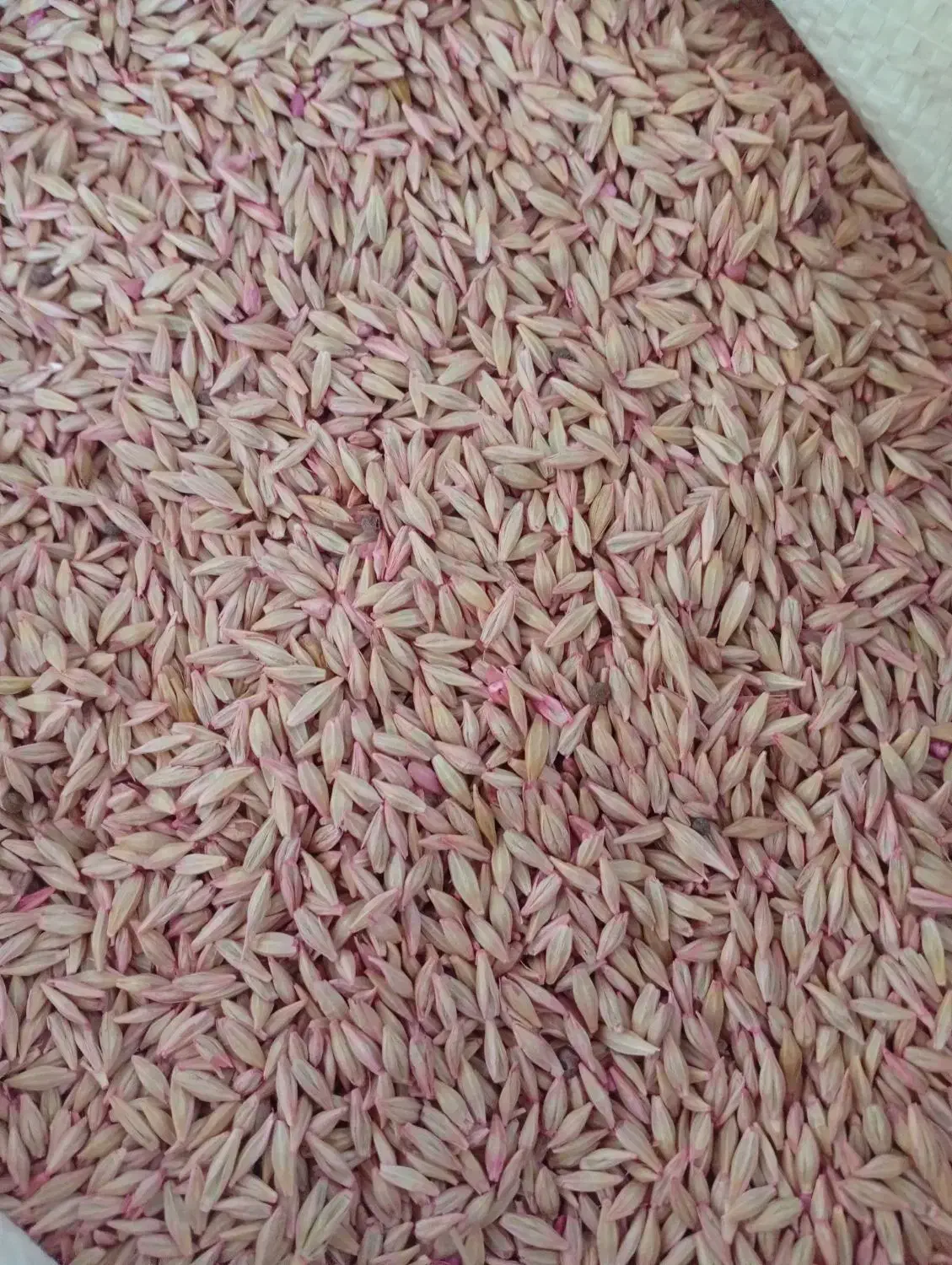 فروش بذر جو|عمده‌فروشی|کبودرآهنگ, |دیوار