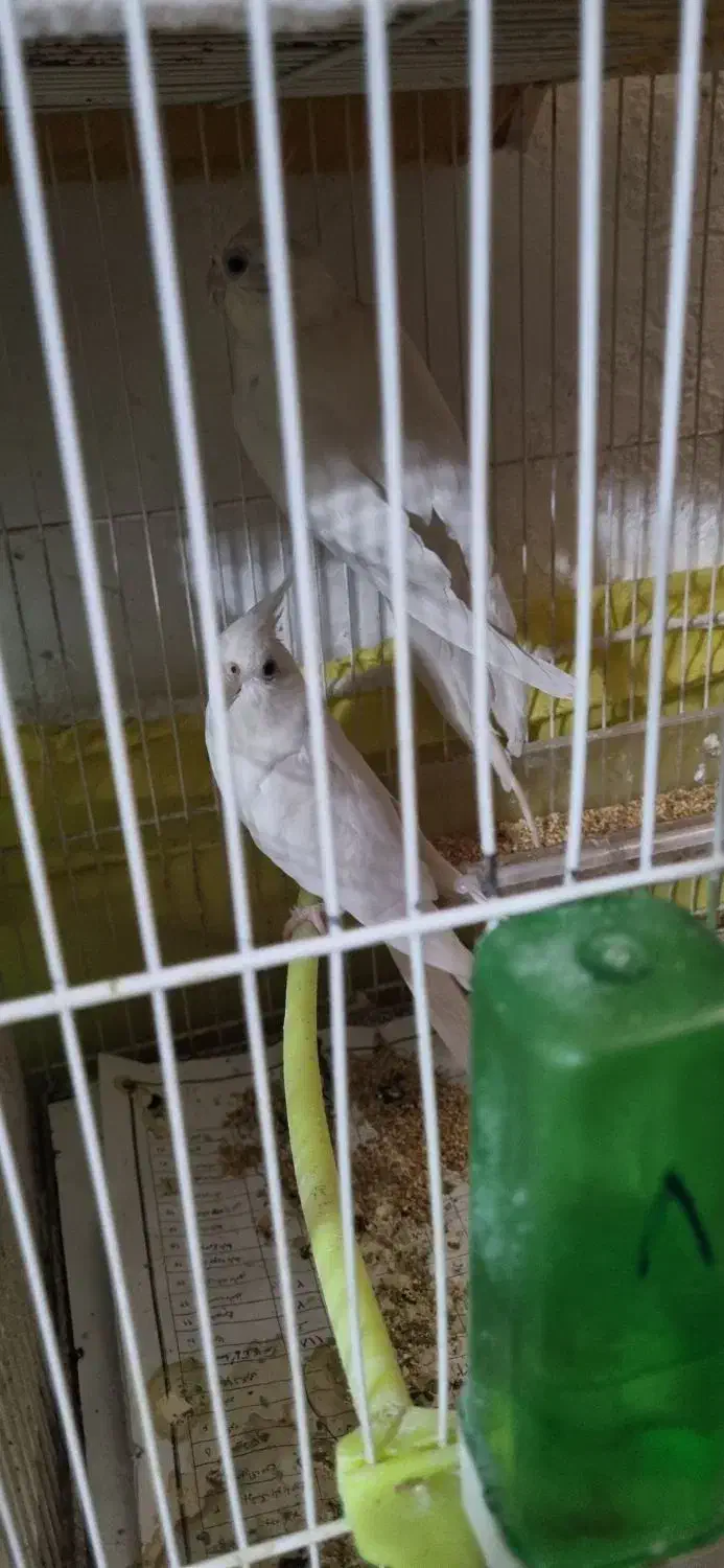 عروس هلندی کوتوله قناری شاه طوطی ملنگو|پرنده|مشهد, حیدرآباد|دیوار