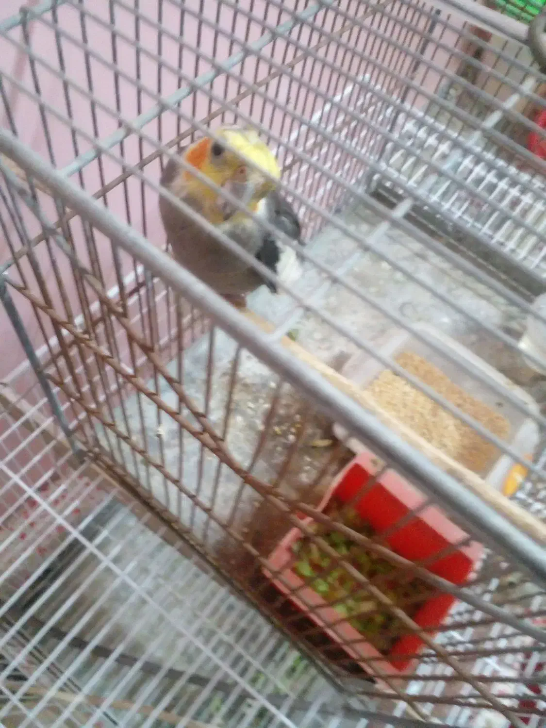 پرنده.عروسهلندی|پرنده|گنبد کاووس, |دیوار