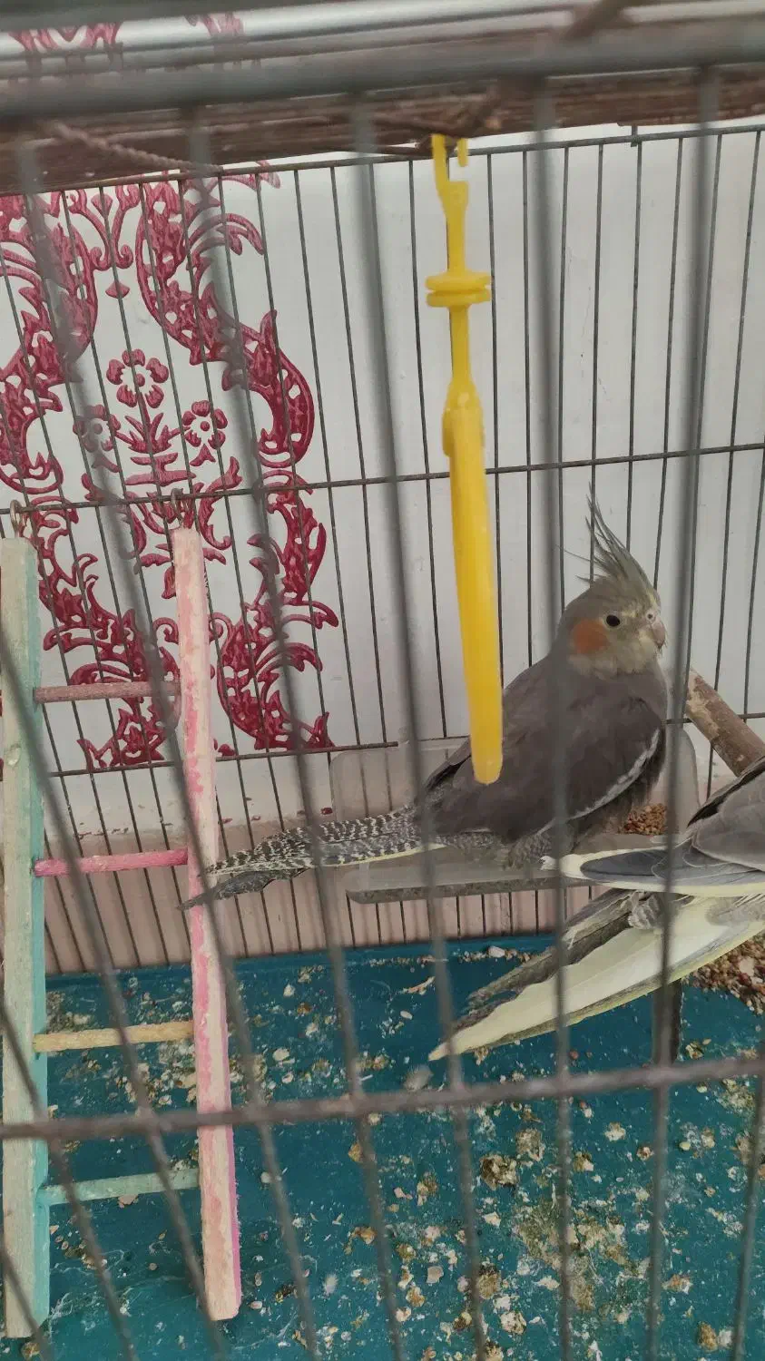 عروس هلندی|پرنده|سنندج, |دیوار