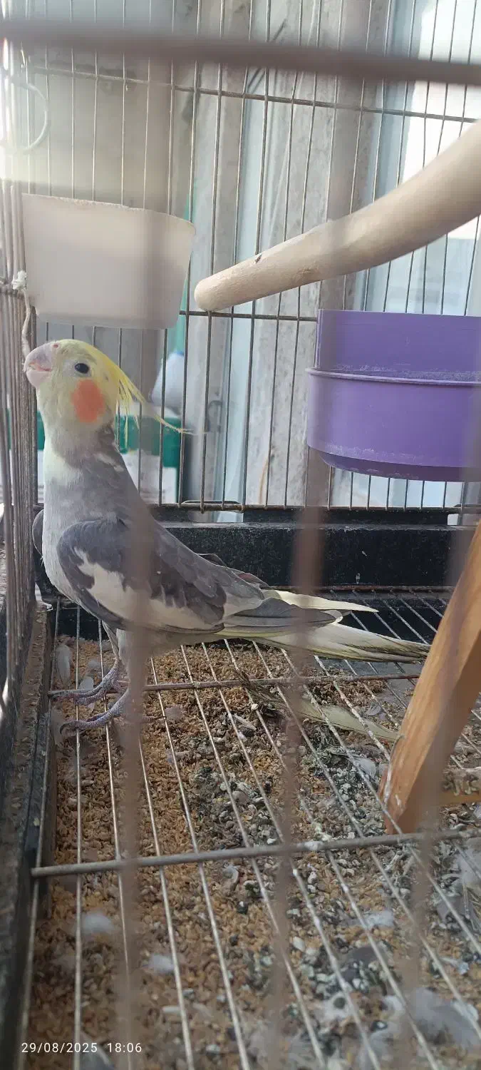 مرغ عروس|پرنده|آران و بیدگل, |دیوار