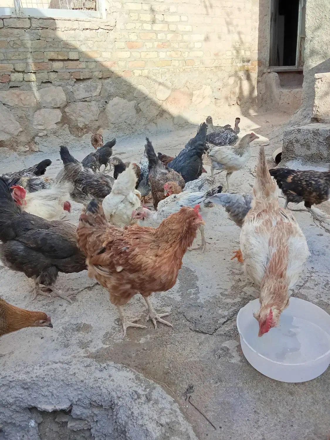 مرغ خروس جوجه کوردی|حیوانات مزرعه|کرمانشاه, |دیوار