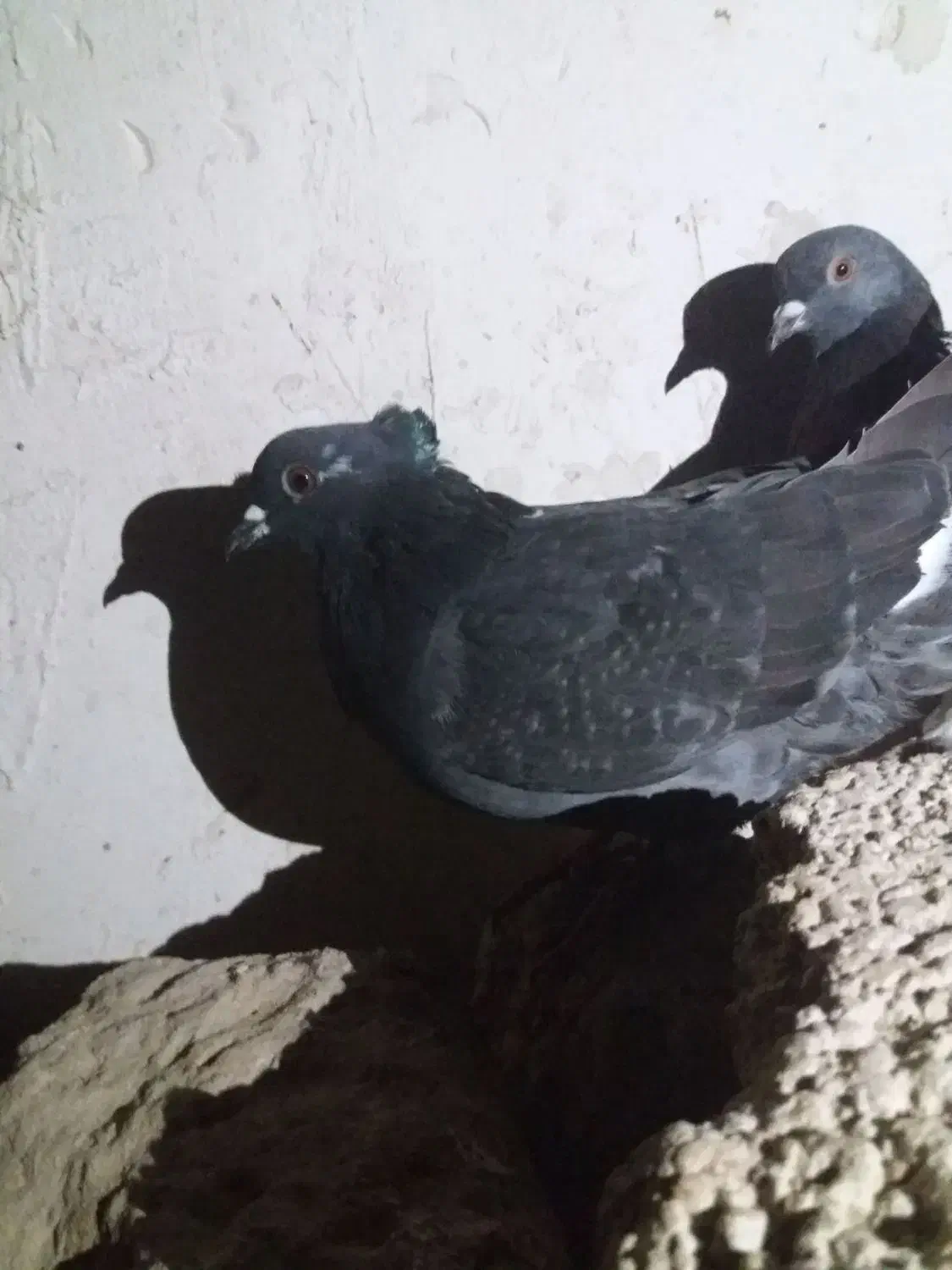 کبوتر|حیوانات|ارومیه, |دیوار