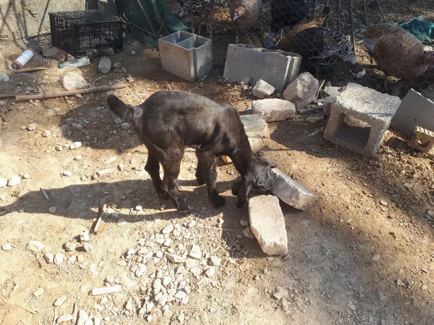 بزغاله|حیوانات مزرعه|داراب, |دیوار