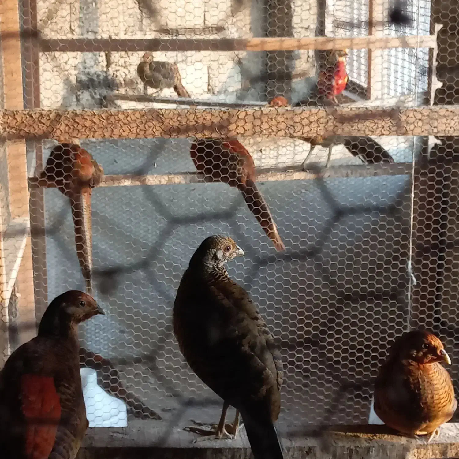 مرع.خروس.زینتی.جفتی.۳ملیون|حیوانات مزرعه|رشت, حومه رشت|دیوار