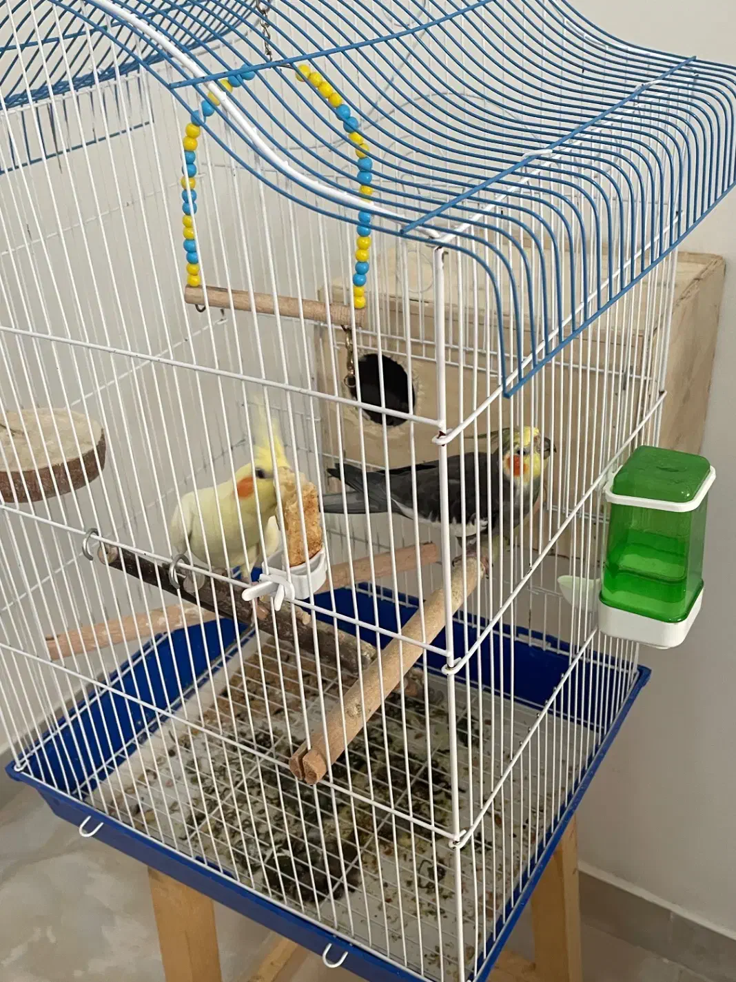 عروس هلندی مولذ|پرنده|آستارا, |دیوار