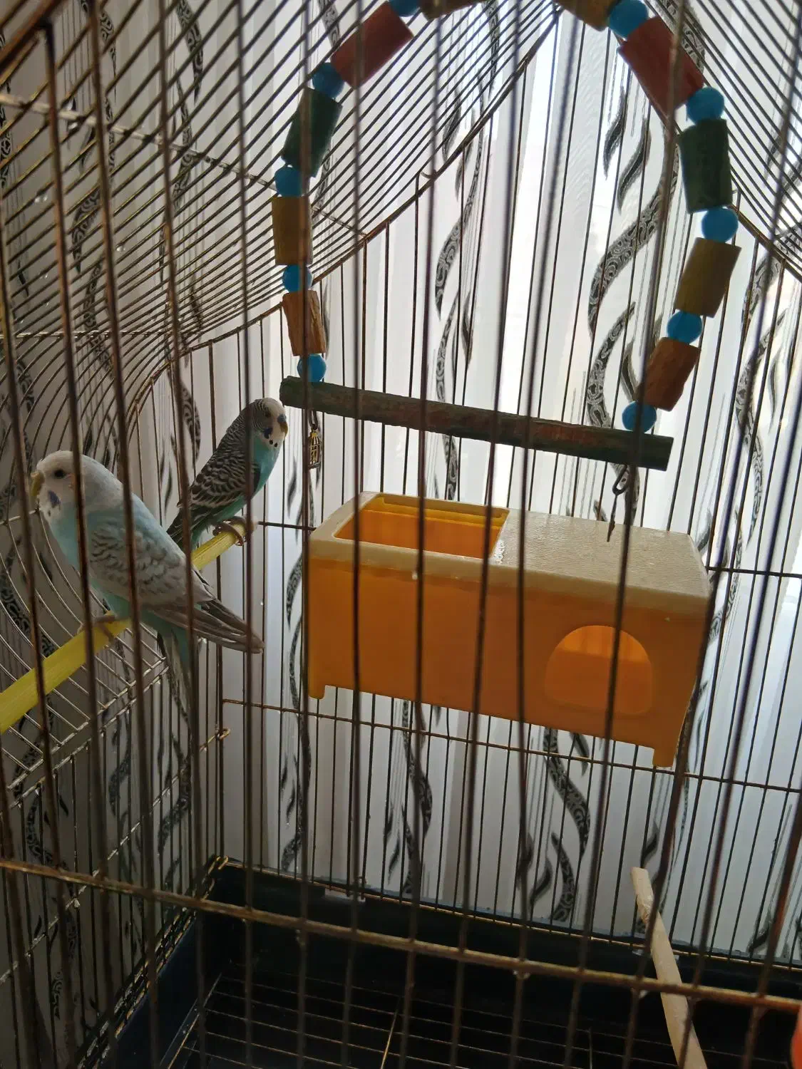 مرغ عشق به همراه قفس و پایه|پرنده|ارومیه, |دیوار