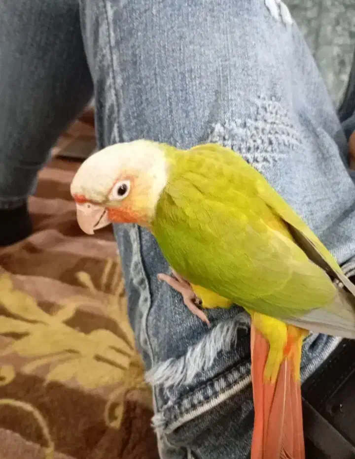 سلام دوستان فروش یه گرینچیکخریدار ماده درشت بالغ|پرنده|درگز, |دیوار