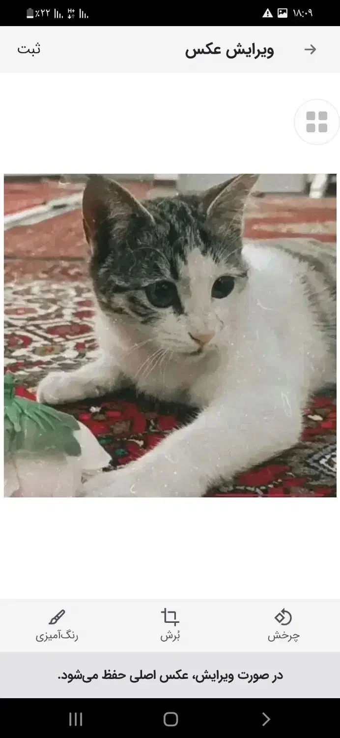 گربه گم شده|حیوانات|ابهر, |دیوار