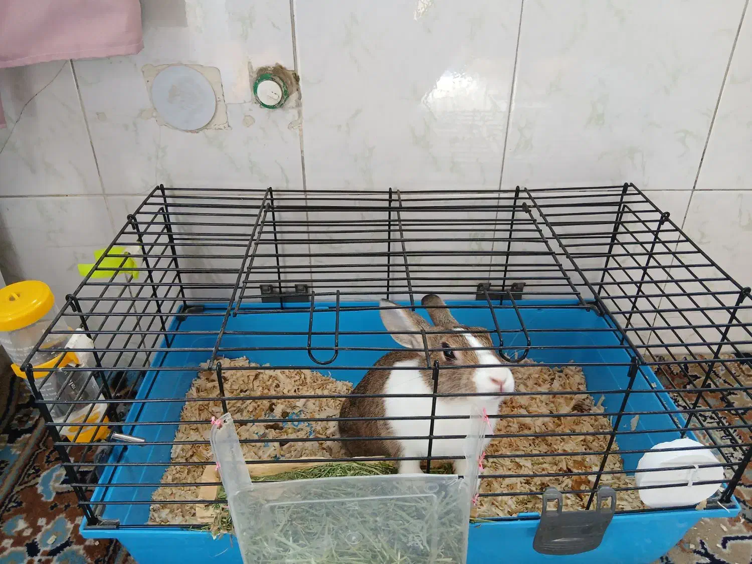 خرگوش|موش و خرگوش|شهریار, شهریار|دیوار