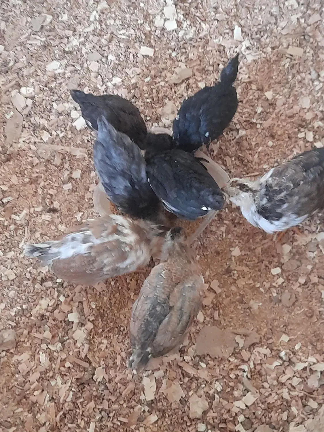 نیمچه گلین|حیوانات مزرعه|قم, بنیاد|دیوار