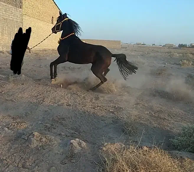 مادیان عرب( خط خونی خوب)|اسب و تجهیزات اسب‌سواری|یزد, |دیوار