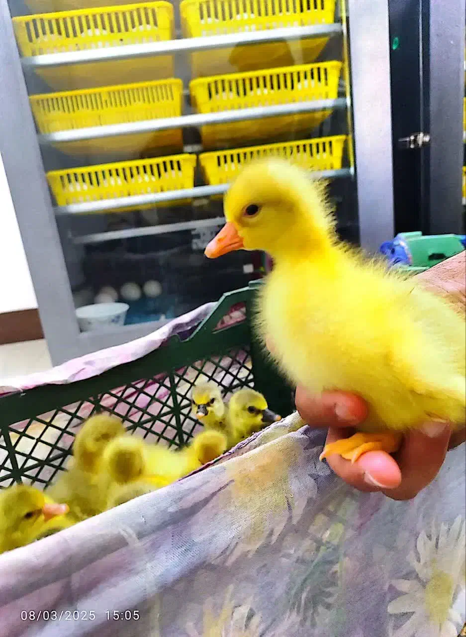 جوجه غاز سالم ۴ روزه|حیوانات مزرعه|فریدونکنار, |دیوار