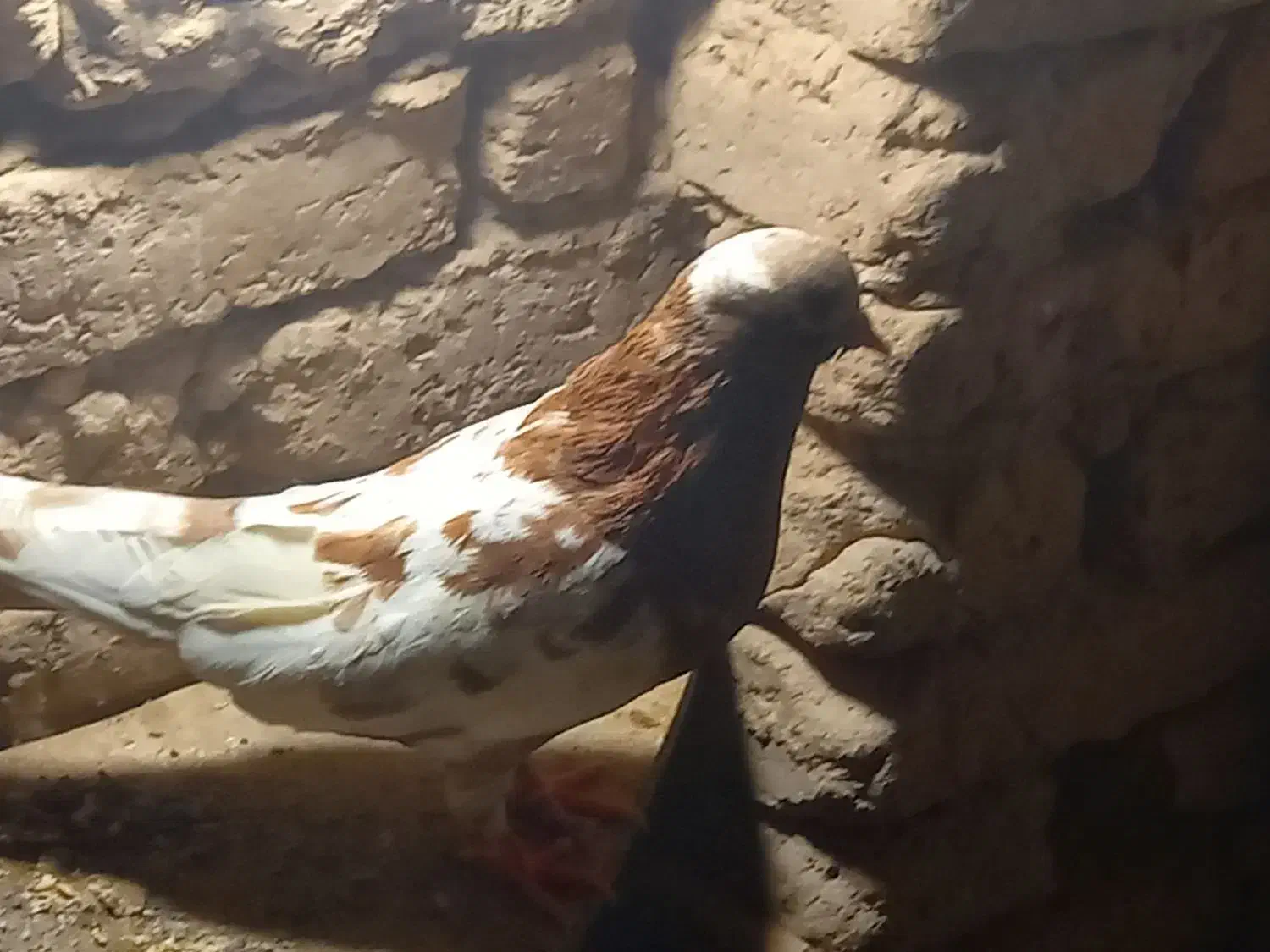 کبوتر پرشی|پرنده|اردکان, |دیوار