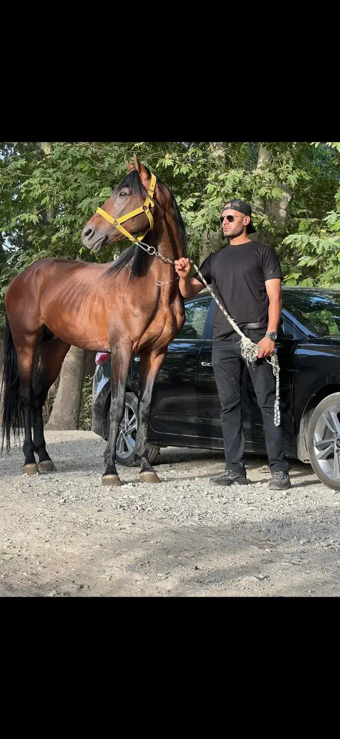 اسب قد ۱۸۳ .دو راس|اسب و تجهیزات اسب‌سواری|تهران, نیاوران|دیوار