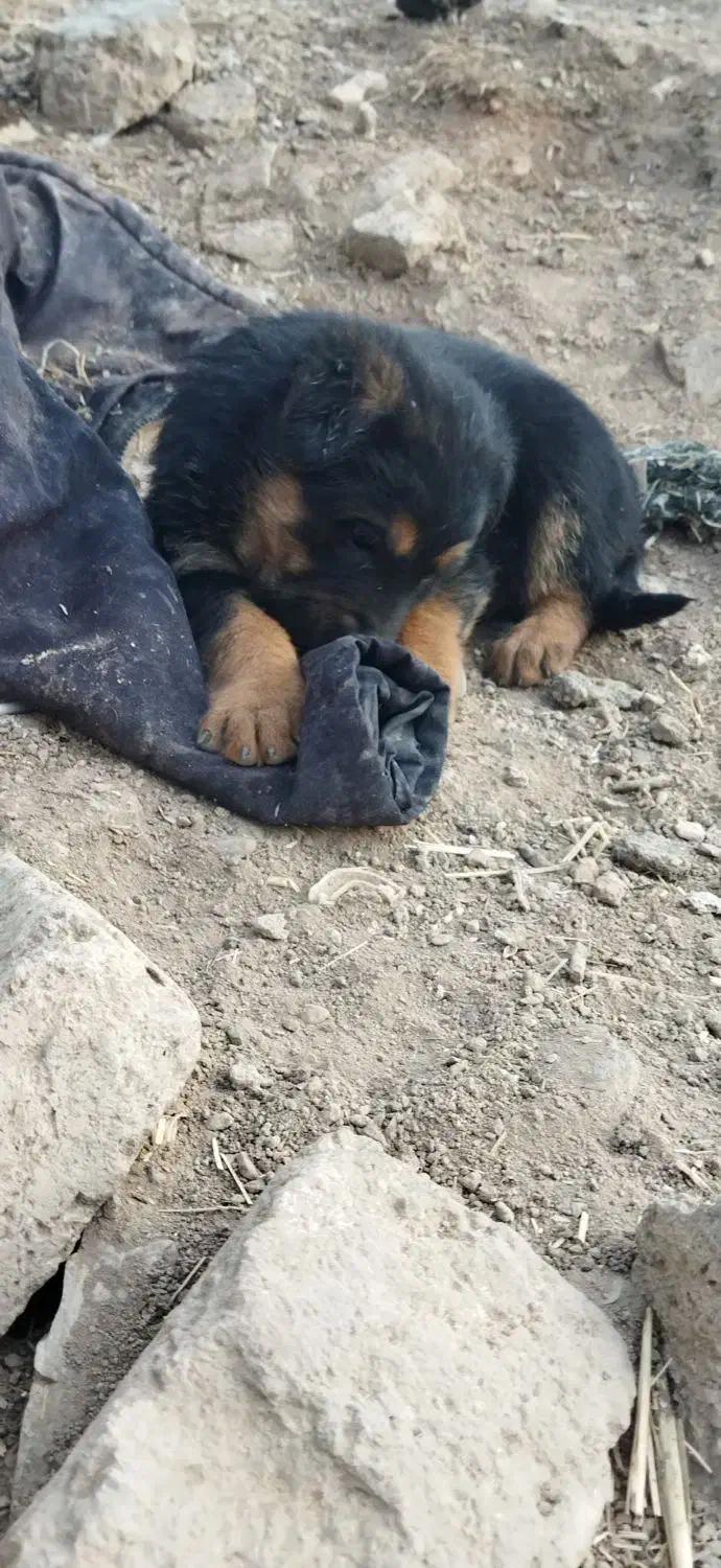 توله میکس ژرمن|سگ|کرمانشاه, |دیوار