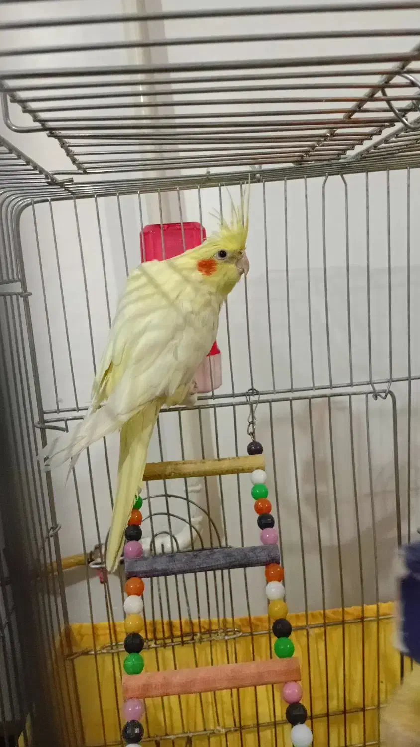 عروس هلندی لوتینو|پرنده|شال, |دیوار