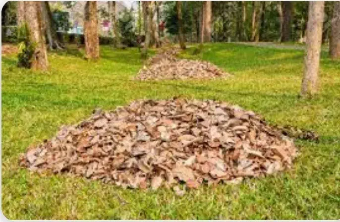 برگ (خزل )خوراک دام|گل و گیاه طبیعی|خسروشاه, |دیوار