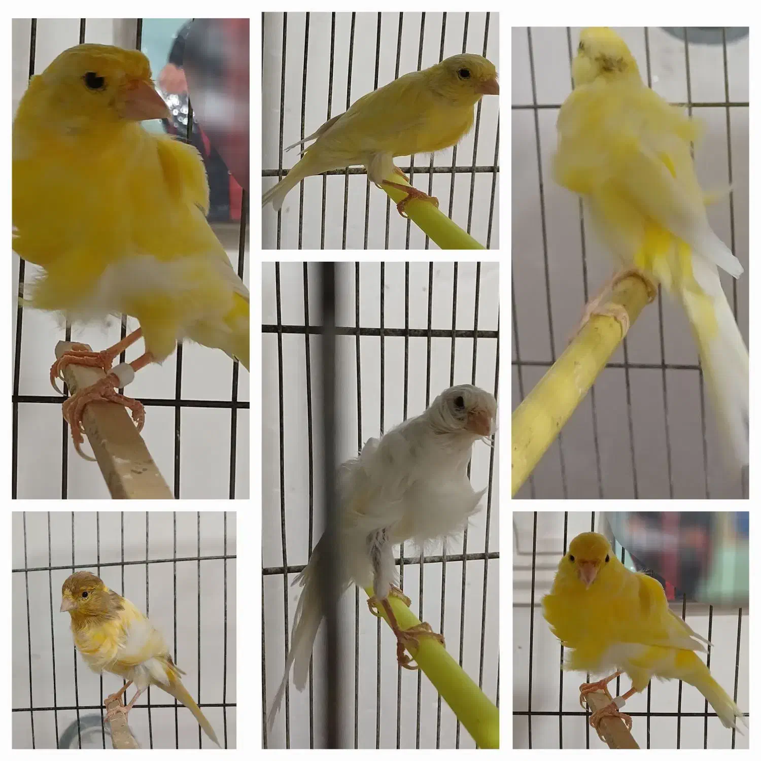 پرنده های زینتی|پرنده|سبزوار, غرب نیروگاه|دیوار