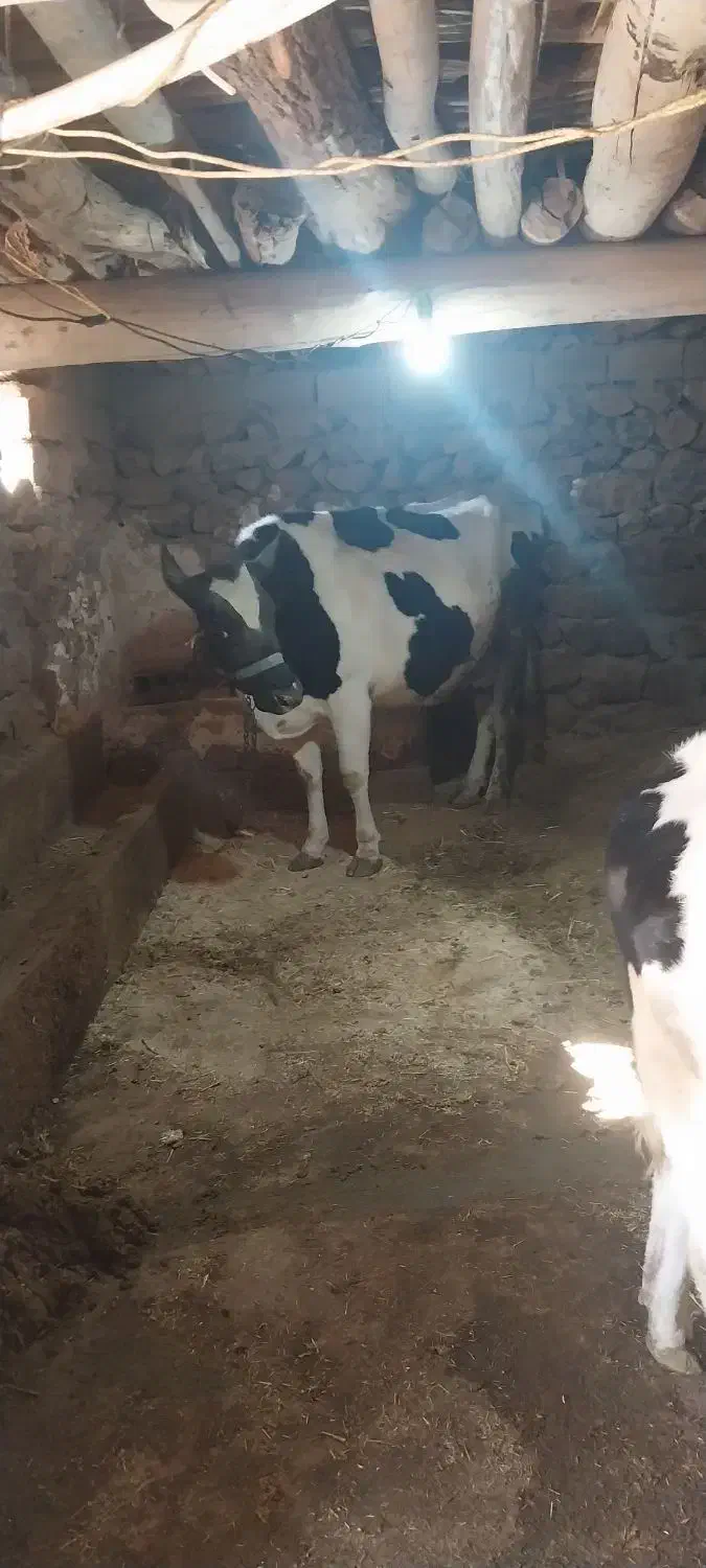 گاو و گوساله هلشتاین|حیوانات مزرعه|موچش, |دیوار