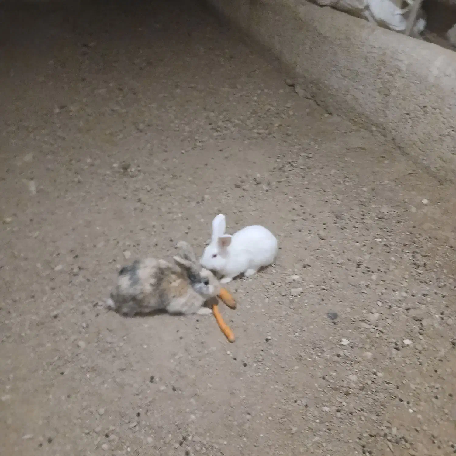 فروشی|موش و خرگوش|فامنین, |دیوار