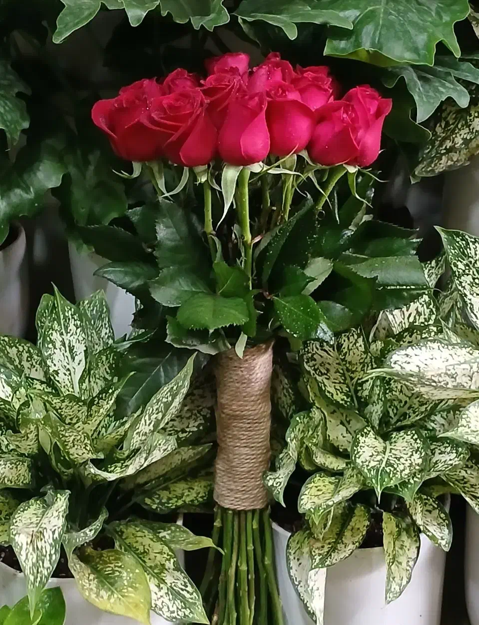 گل رز هلندی محصول باکیفیت|گل و گیاه طبیعی|تهران, نیلوفر|دیوار