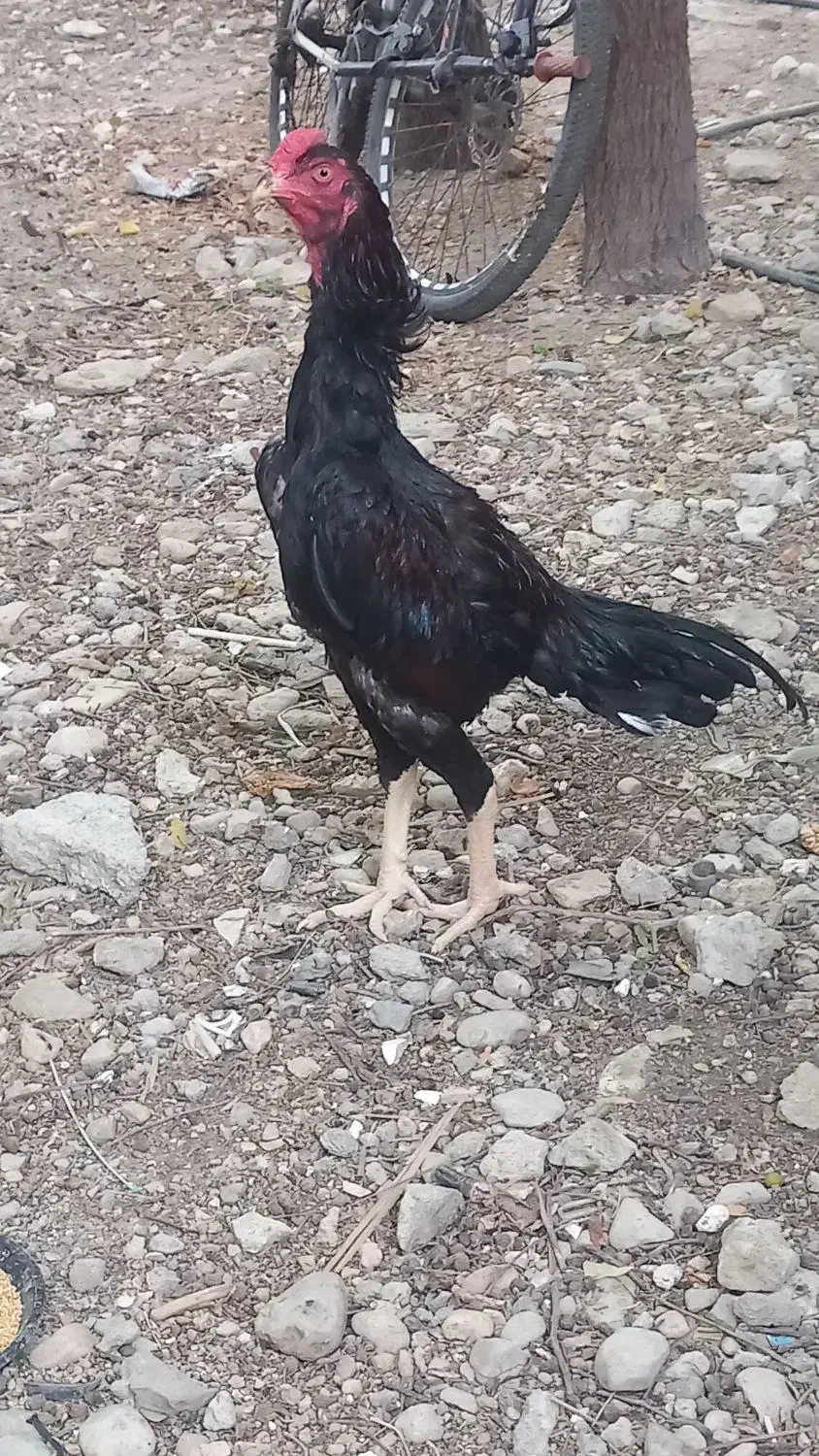 خروس|حیوانات مزرعه|خمیر, |دیوار