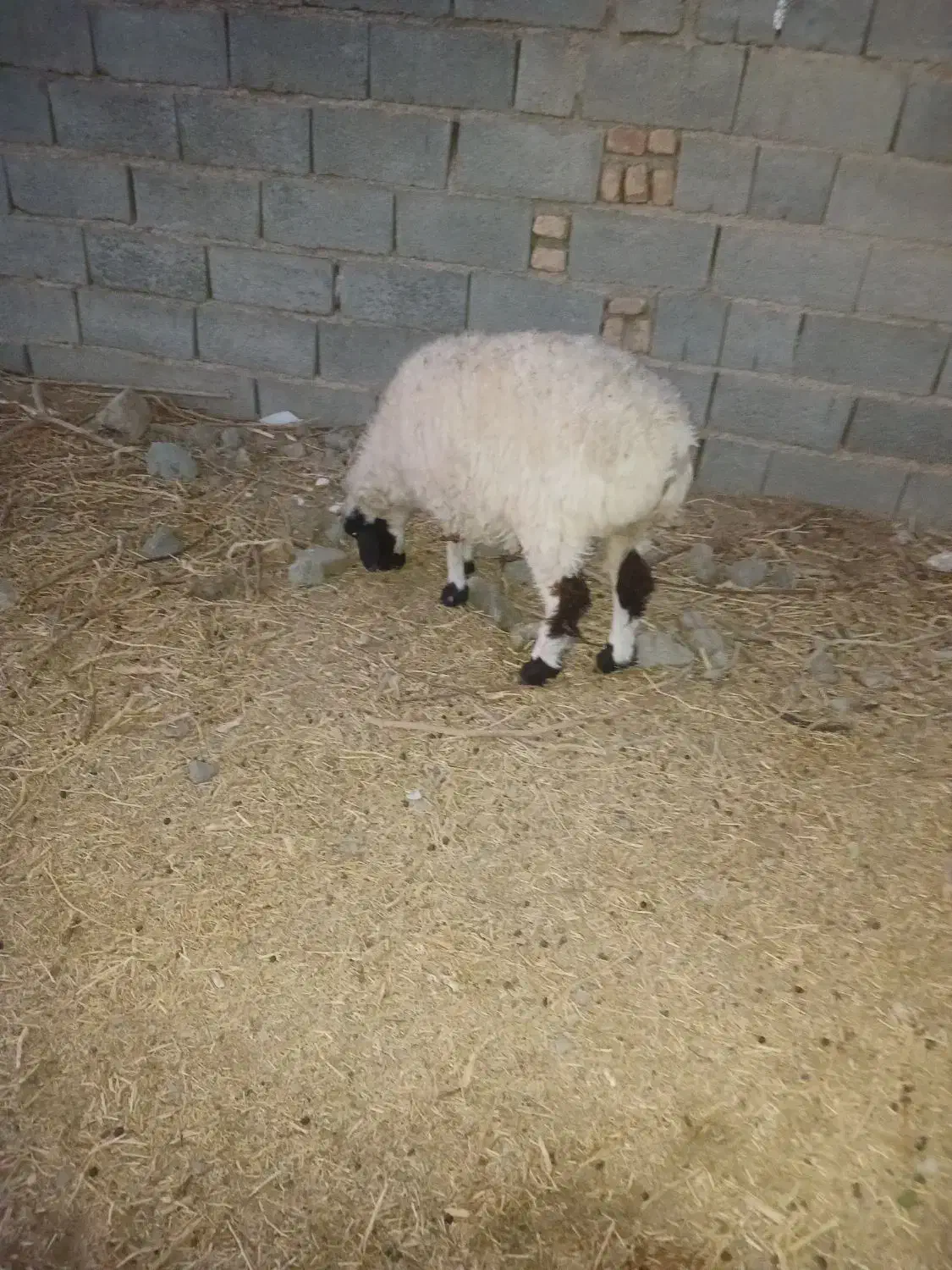 باسلام.گوسفندچاق،نروماده|حیوانات مزرعه|قائن, |دیوار