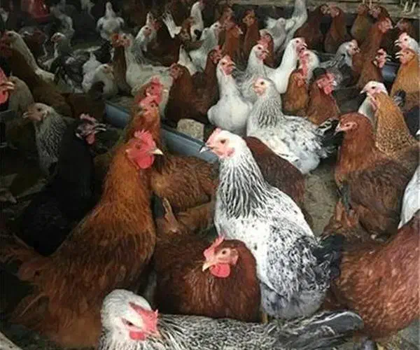 تعداد زیادی مرغ تخمگذار و خروس و جوجه|حیوانات مزرعه|فراغی, |دیوار