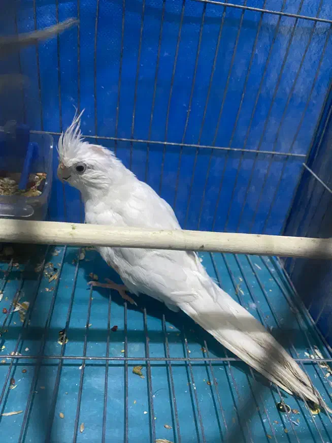 آلبینو ماده معاوضه|پرنده|تبریز, |دیوار