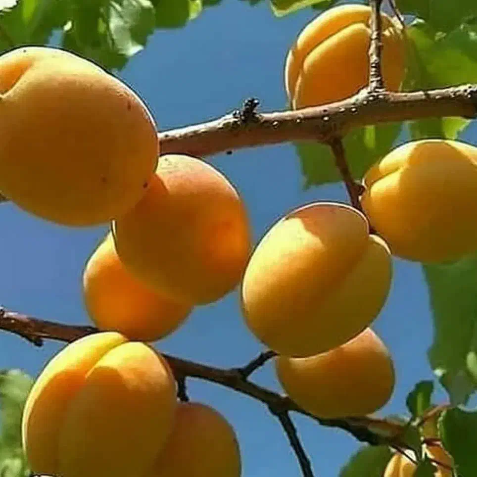 شرکت نهال های تضمینی|خدمات باغبانی و درختکاری|قزوین, |دیوار
