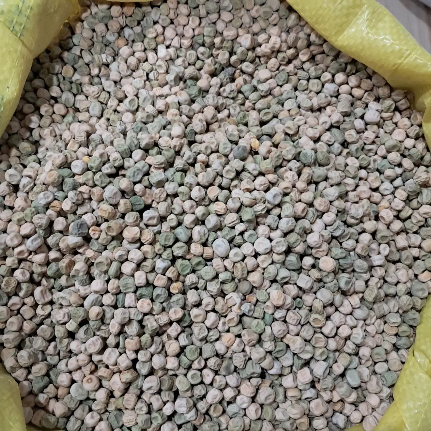 بذر نخود ایتالیا|گل و گیاه طبیعی|کلاله, |دیوار