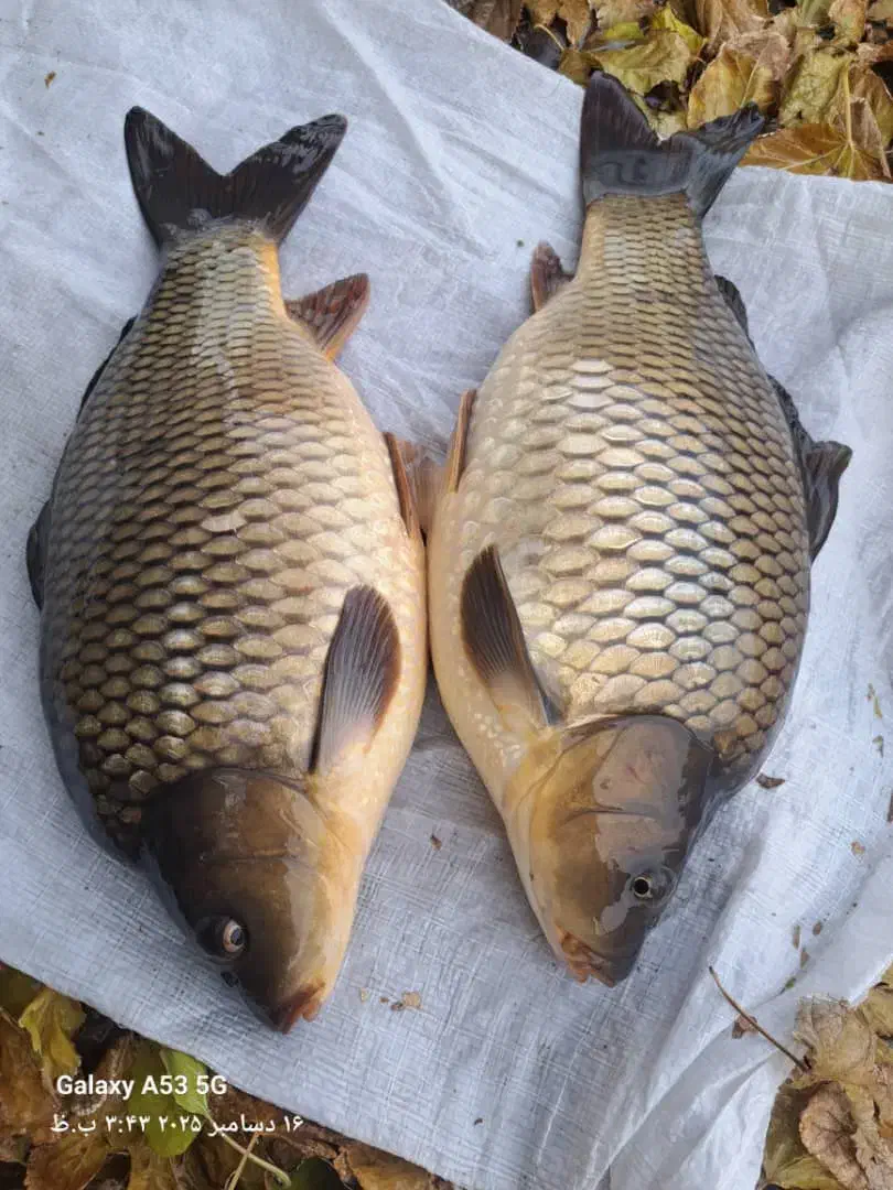 نوزادبچه ماهی|ماهی|اصفهان, درب کوشک|دیوار