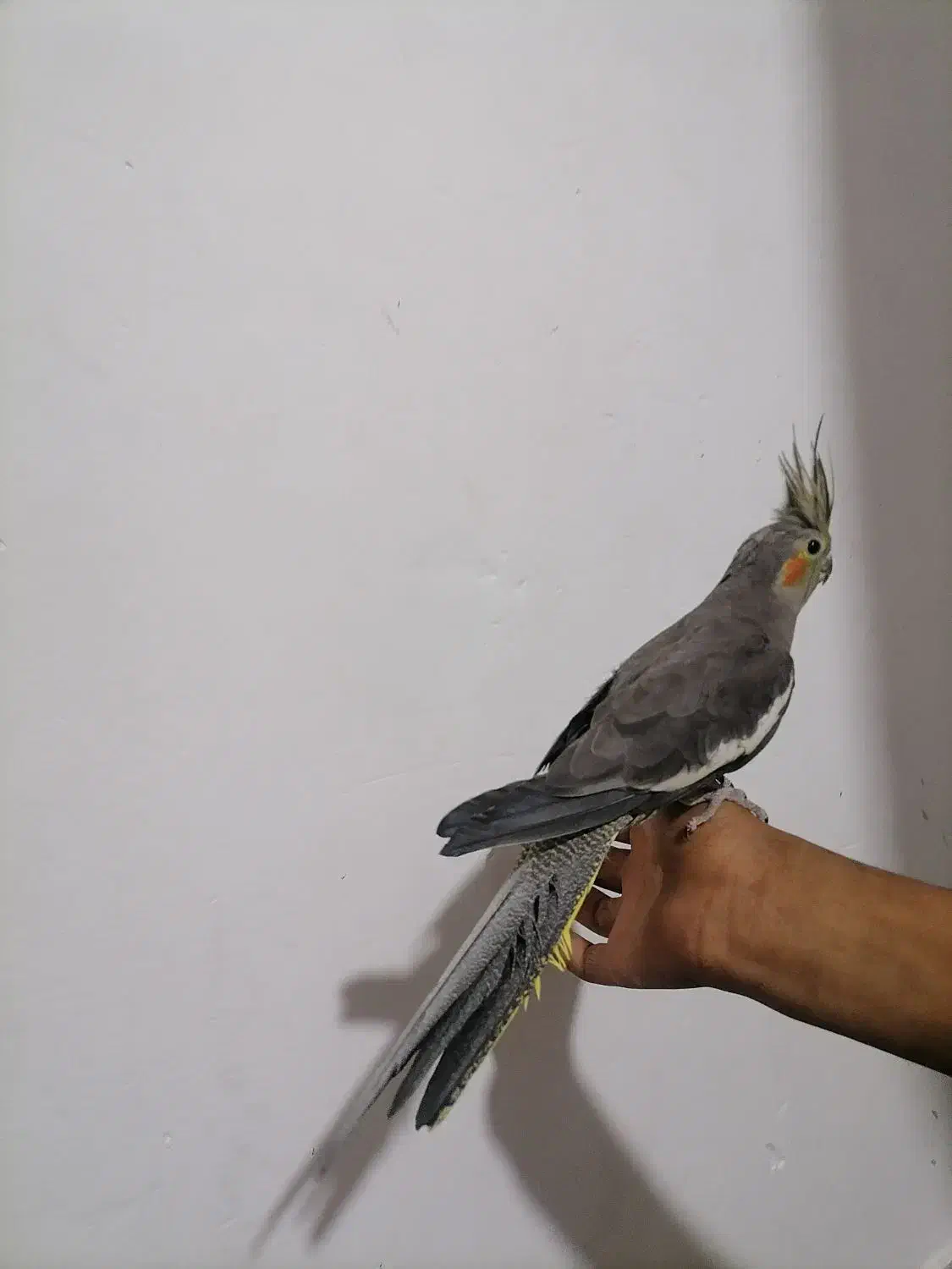 واگذاری عروس هلندی و قناری|پرنده|بم, |دیوار