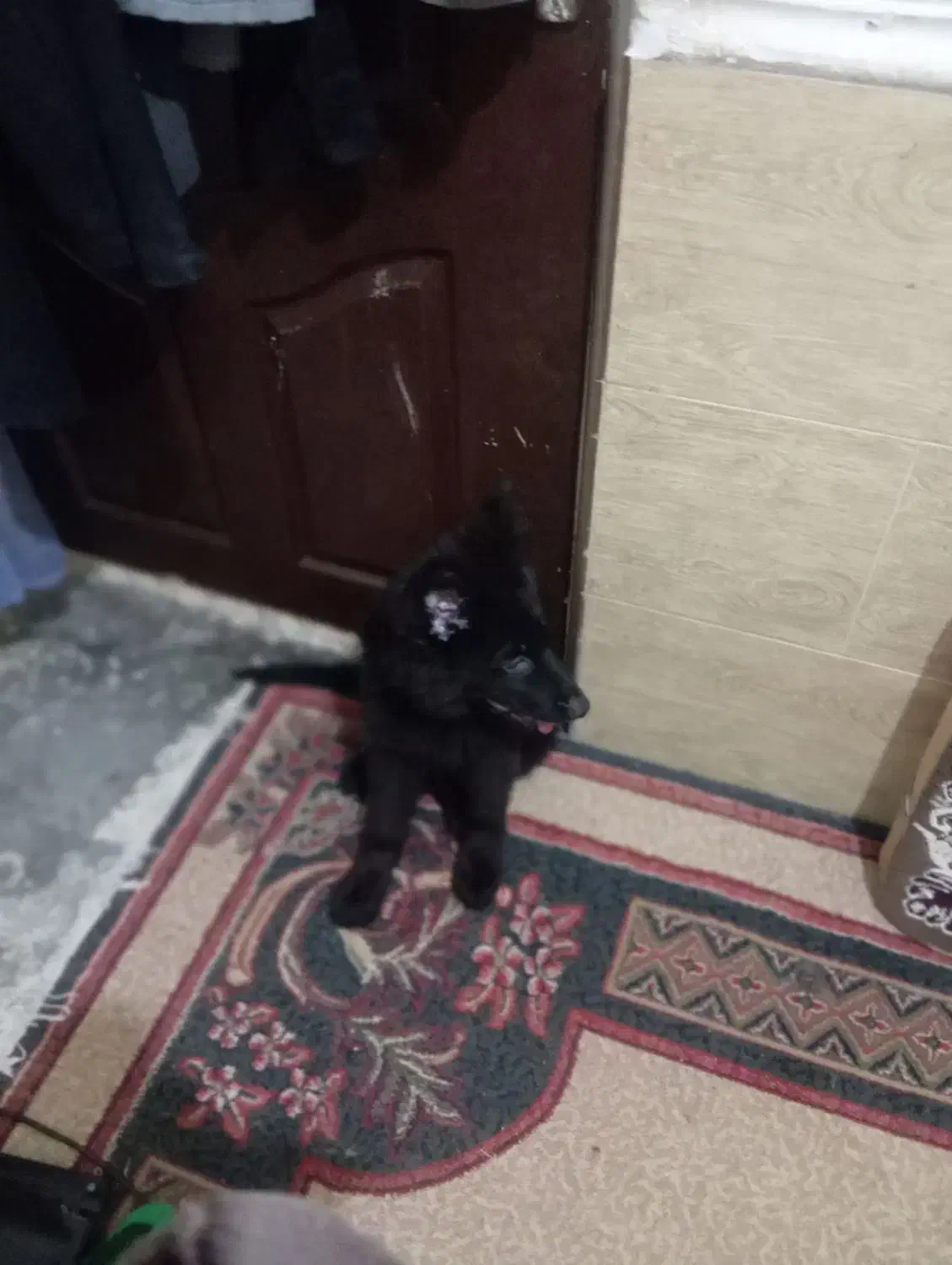 توله ژرمن بلک ماده|سگ|بم, |دیوار