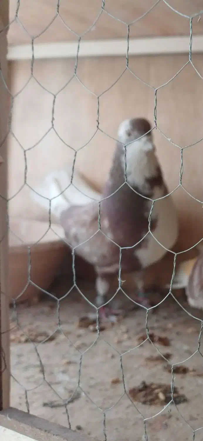 کفتر گمشده|حیوانات|کرج, اسلام‌آباد|دیوار