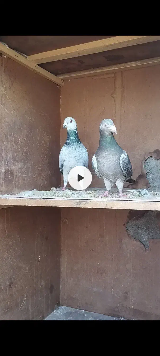 کفتر|پرنده|سبزوار, هویزه|دیوار