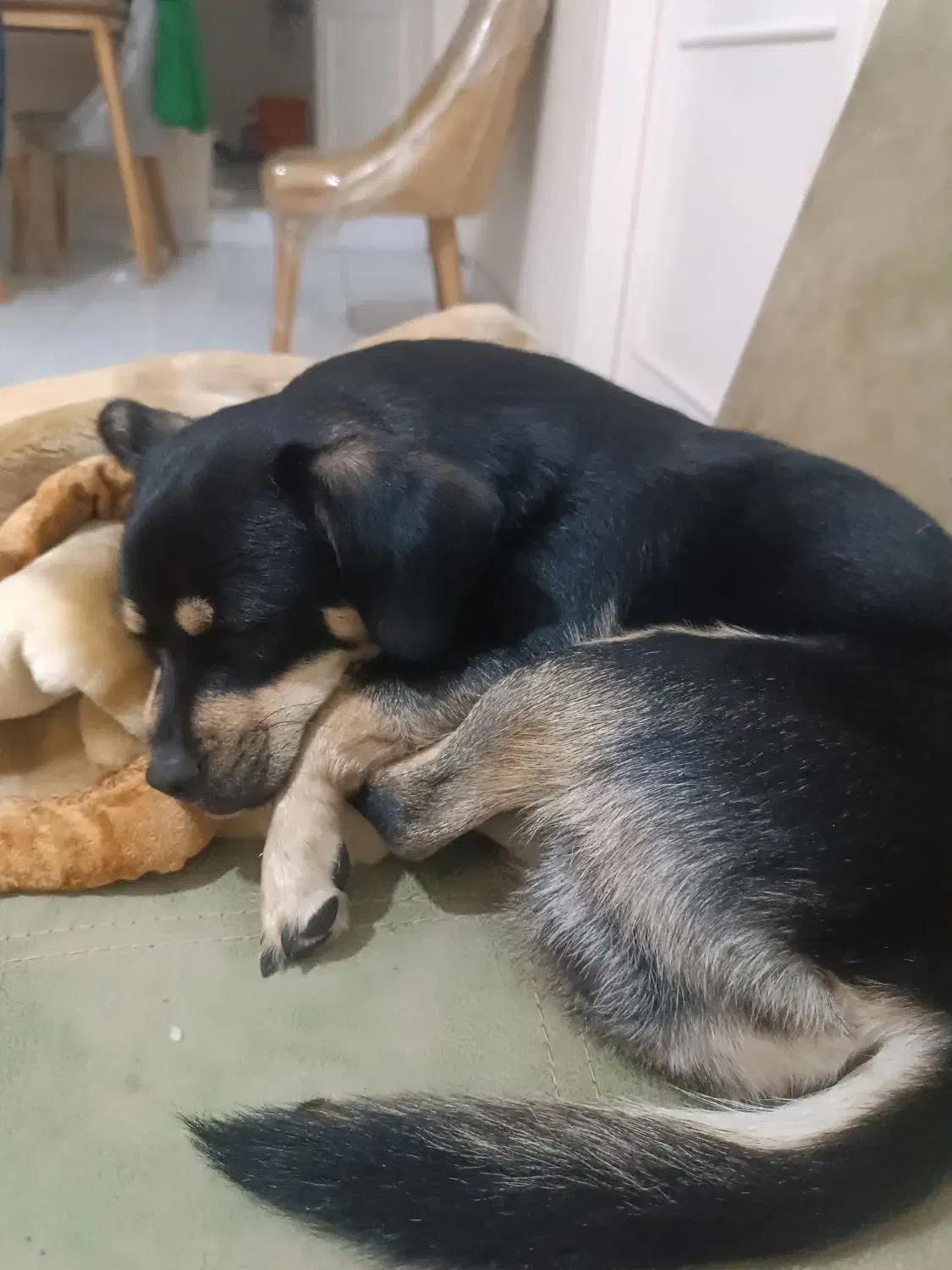 واگذاری یک پت ۸ماهه|سگ|شاهینشهر, سعدی جنوبی|دیوار