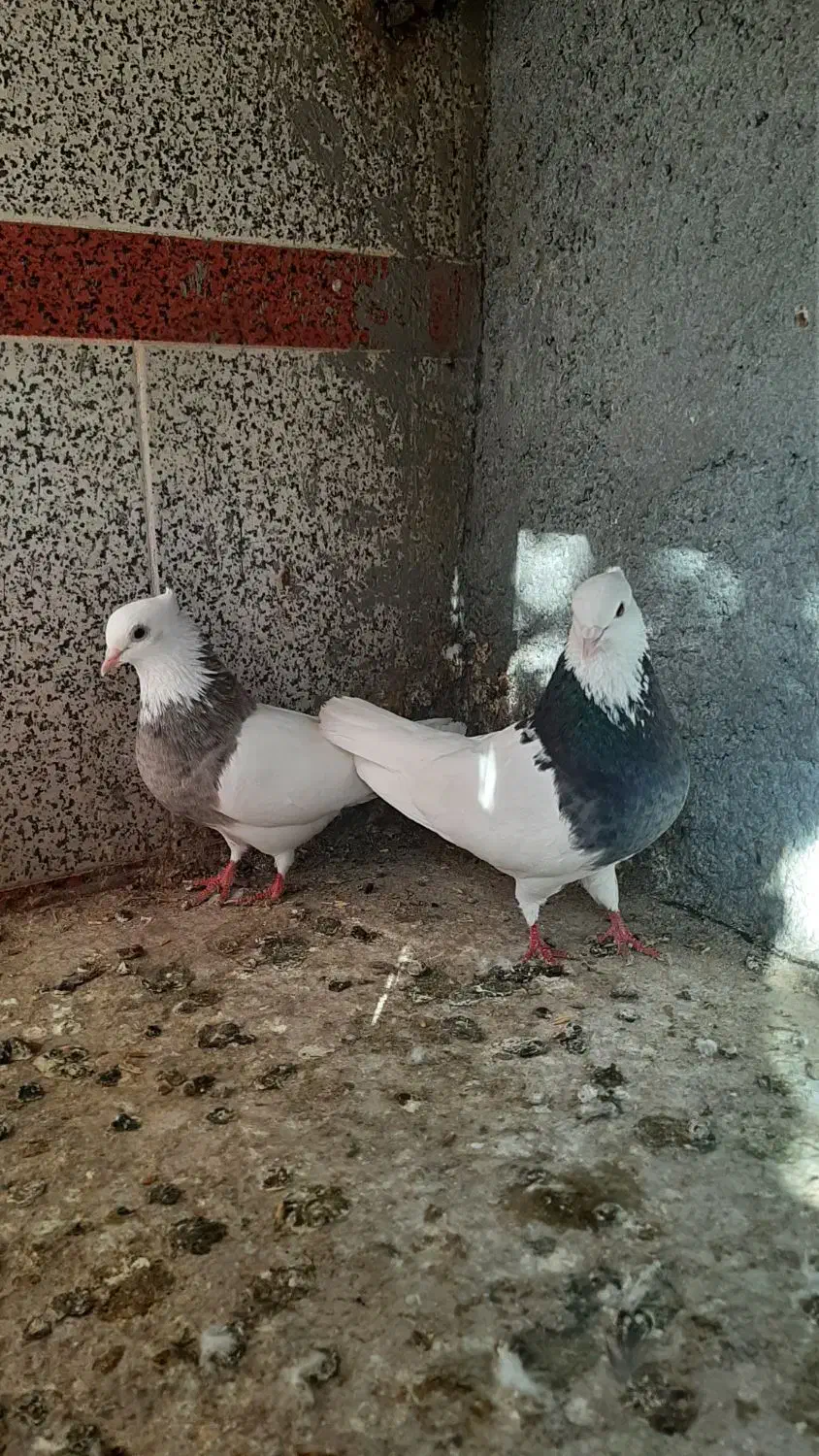 طوقی جفت|پرنده|اسفراین, |دیوار